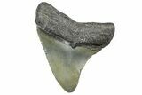 Serrated, Fossil Megalodon Tooth - North Carolina #343431-1